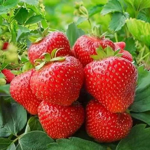 Клубника КИМБЕРЛИ  Клубника КИМБЕРЛИ в Горках