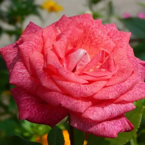 Роза ПЬЕР КАРДЕН чайно-гибридная  Роза ПЬЕР КАРДЕН чайно-гибридная в Горках