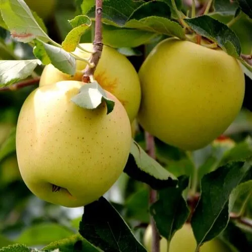 Яблоня ГОЛДЕН ВЛАДИМИРСКИЙ  Яблоня ГОЛДЕН ВЛАДИМИРСКИЙ в Горках