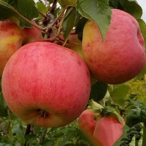 Яблоня БОЛОТОВСКОЕ  Яблоня БОЛОТОВСКОЕ в Горках