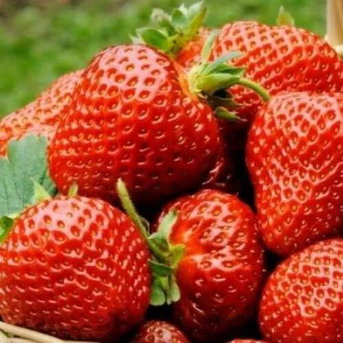 Клубника ФЛОРЕНС  Клубника ФЛОРЕНС в Горках