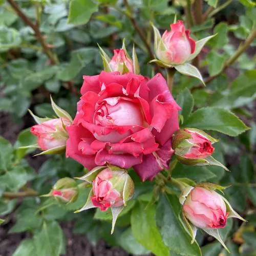 Роза ТИРАМИСУ спрей  Роза ТИРАМИСУ спрей в Горках