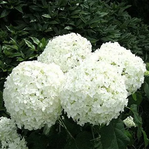 Гортензия АННАБЕЛЬ древовидная  Гортензия АННАБЕЛЬ древовидная в Горках