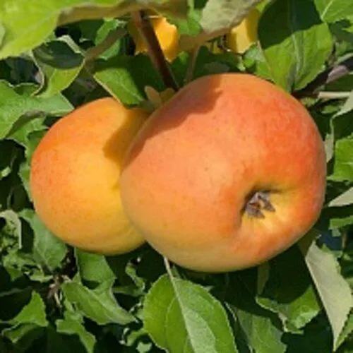 Яблоня АНТОНОВКА ЗОЛОТАЯ  Яблоня АНТОНОВКА ЗОЛОТАЯ в Горках