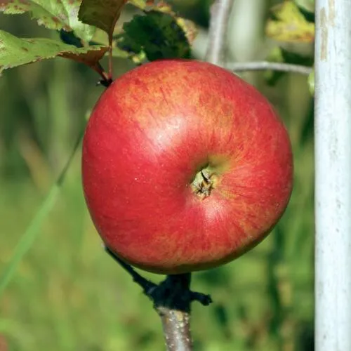 Яблоня ДЫЯМЕНТ  Яблоня ДЫЯМЕНТ в Горках