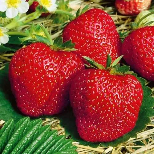 Клубника ВИМА ЗАНТА  Клубника ВИМА ЗАНТА в Горках