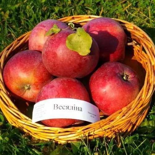 Яблоня ВЕСЯЛИНА  Яблоня ВЕСЯЛИНА в Горках