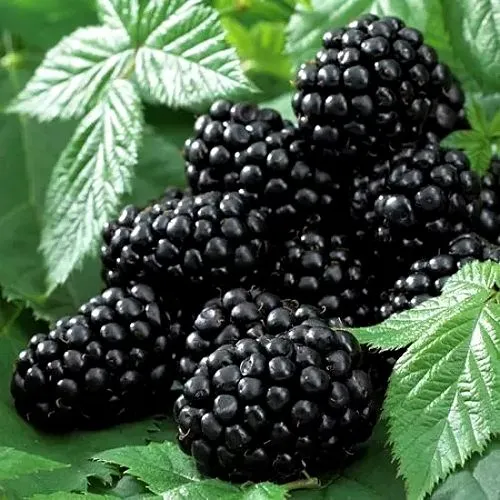 Ежевика БЛЭК БЬЮТИ  Ежевика БЛЭК БЬЮТИ в Горках