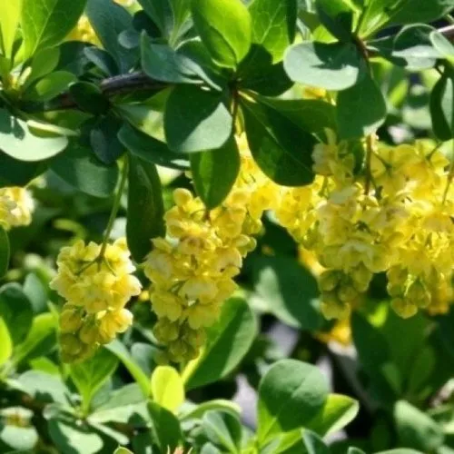 Барбарис ИНДИАН САММЕР   Барбарис ИНДИАН САММЕР  в Горках