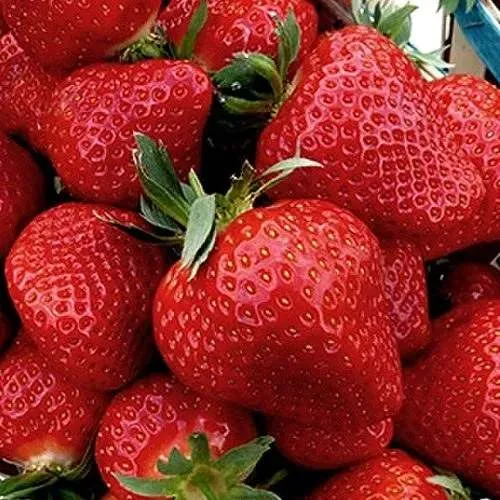 Клубника КЛЕРИ  Клубника КЛЕРИ в Горках