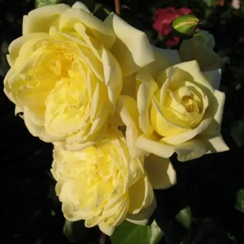 Роза КАЗИНО плетистая  Роза КАЗИНО плетистая в Горках