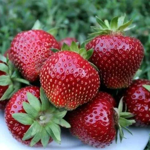 Клубника МАЛЬВИНА  Клубника МАЛЬВИНА в Горках