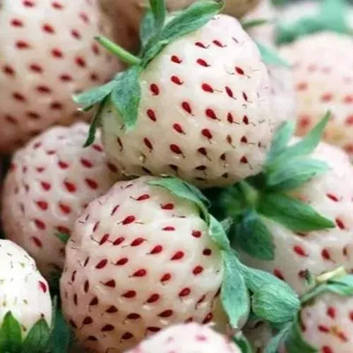 Клубника АНАНАСА ремонтантная  Клубника АНАНАСА ремонтантная в Горках