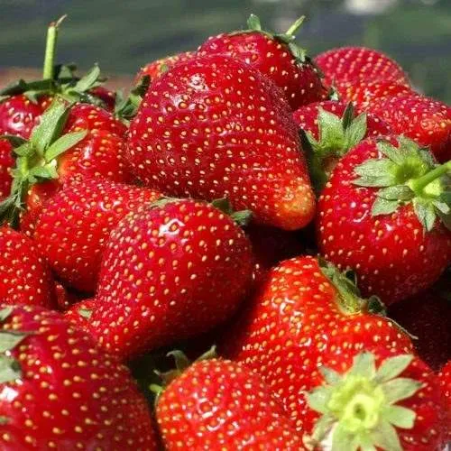 Клубника ПИРЧИНКЬЮ  Клубника ПИРЧИНКЬЮ в Горках