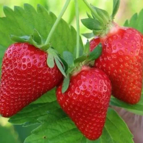 Клубника КЛОДИЯ  Клубника КЛОДИЯ в Горках