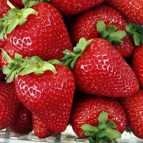 Клубника СКАЛА  Клубника СКАЛА в Горках