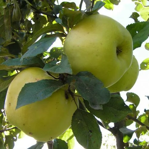 Яблоня АНТОНОВКА ОБЫКНОВЕННАЯ  Яблоня АНТОНОВКА ОБЫКНОВЕННАЯ в Горках