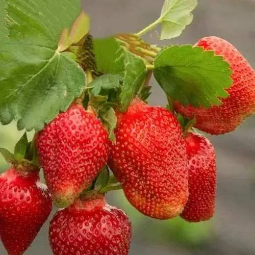 Клубника АЗИЯ  Клубника АЗИЯ в Горках