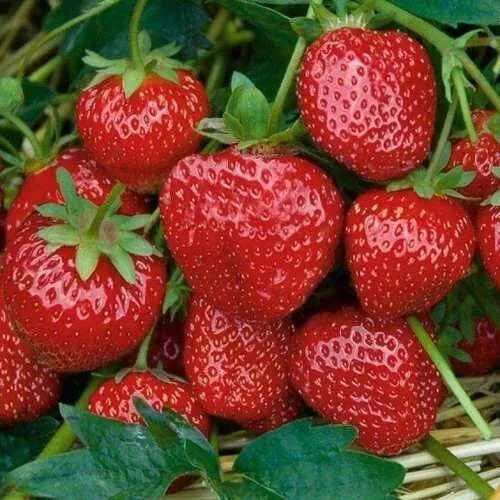 Клубника СЕЛЬВА ремонтантная  Клубника СЕЛЬВА ремонтантная в Горках