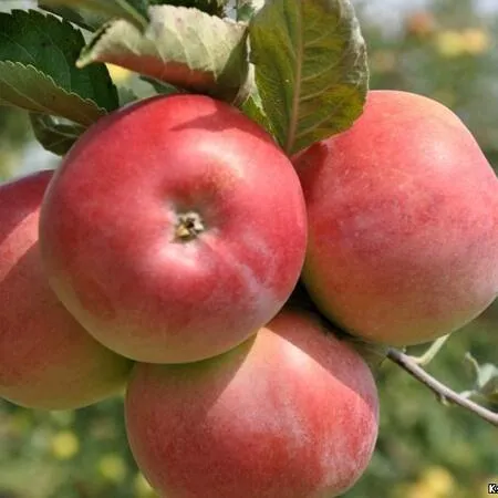 Яблоня ВЭМ-РОЗОВЫЙ  Яблоня ВЭМ-РОЗОВЫЙ в Горках