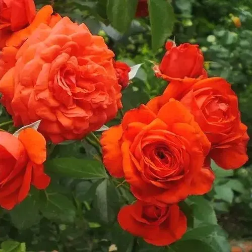 Роза МАЙНТАУЭР плетистая  Роза МАЙНТАУЭР плетистая в Горках