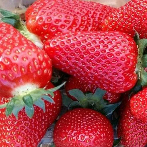 Клубника АМИ  Клубника АМИ в Горках