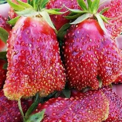 Клубника КУПЧИХА  Клубника КУПЧИХА в Горках