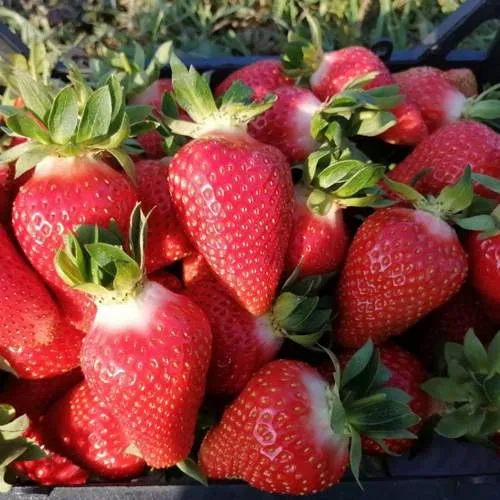 Клубника ЛЮЧИЯ  Клубника ЛЮЧИЯ в Горках