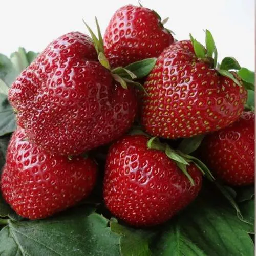 Клубника НАБИЛА  Клубника НАБИЛА в Горках