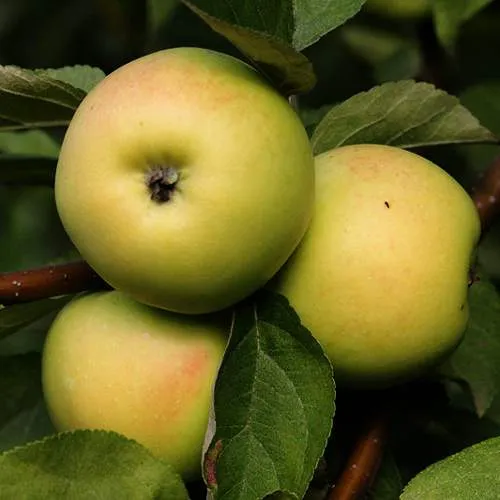 Яблоня ДАНИЛА  Яблоня ДАНИЛА в Горках