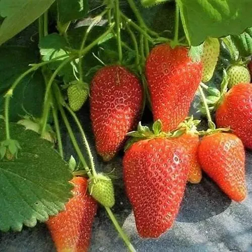 Клубника РОКСАНА  Клубника РОКСАНА в Горках