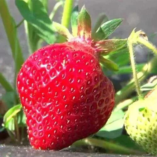 Клубника ХОНЕЙ  Клубника ХОНЕЙ в Горках