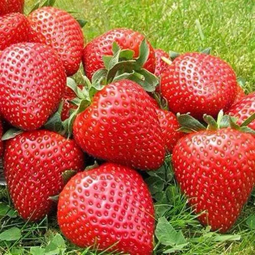 Клубника ЭЛИАНЕ  Клубника ЭЛИАНЕ в Горках