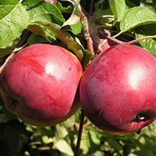 Яблоня ДАРУНАК  Яблоня ДАРУНАК в Горках