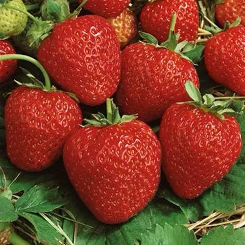 Клубника КОРОНА  Клубника КОРОНА в Горках