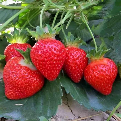 Клубника ТЕА  Клубника ТЕА в Горках