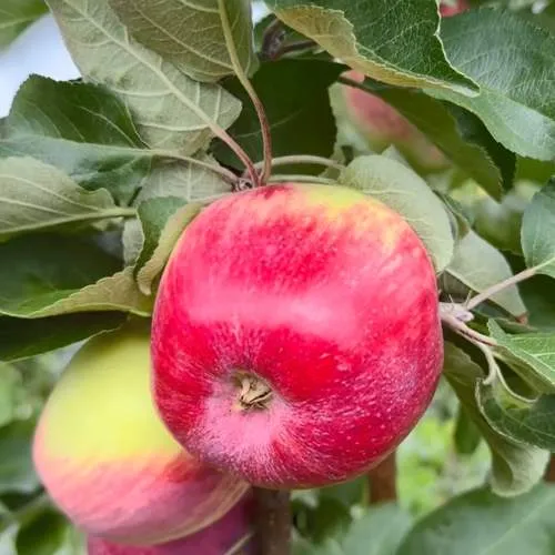 Яблоня АРБАТ колонновидная  Яблоня АРБАТ колонновидная в Горках