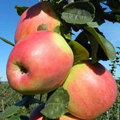 Яблоня БРЯНСКОЕ РОЗОВОЕ  Яблоня БРЯНСКОЕ РОЗОВОЕ в Горках