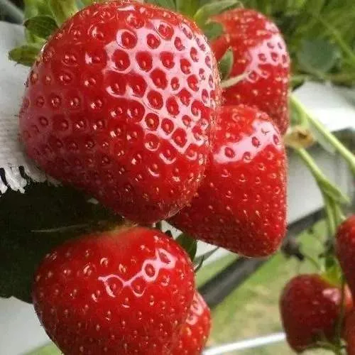 Клубника АРГЕНТЕРА  Клубника АРГЕНТЕРА в Горках