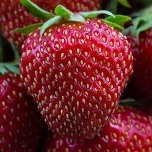 Клубника НАНДИ  Клубника НАНДИ в Горках