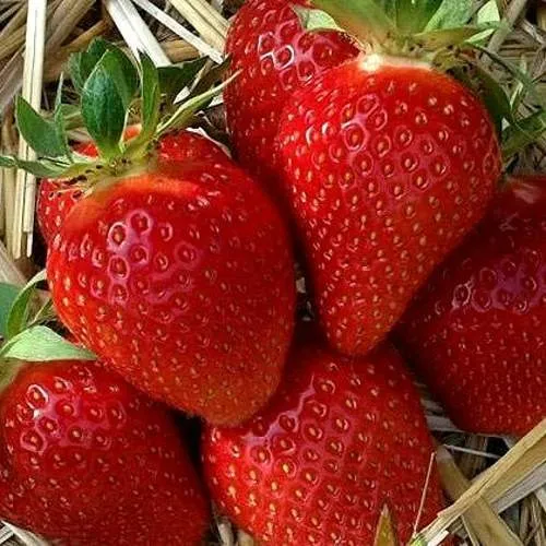 Клубника СИБИЛЛА  Клубника СИБИЛЛА в Горках