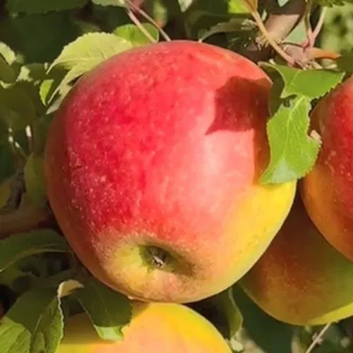 Яблоня САКАВИТА  Яблоня САКАВИТА в Горках