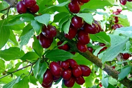 кизил.jpg кизил.jpg