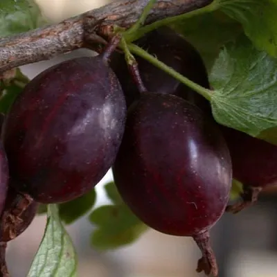 Крыжовник ЧЕЛЯБИНСКИЙ СЛАБОШИПОВАТЫЙ  Крыжовник ЧЕЛЯБИНСКИЙ СЛАБОШИПОВАТЫЙ в Горках