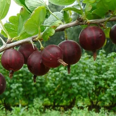 Крыжовник КРЫЖАЧОК  Крыжовник КРЫЖАЧОК в Горках