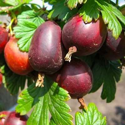 Крыжовник ЧЕРНОСЛИВОВЫЙ  Крыжовник ЧЕРНОСЛИВОВЫЙ в Горках