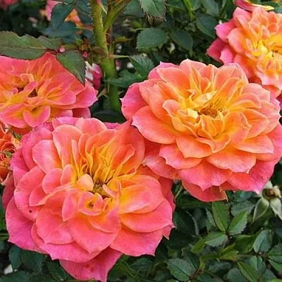 Роза МАНДАРИН миниатюрная  Роза МАНДАРИН миниатюрная в Горках