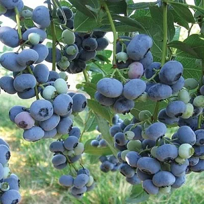 Голубика ЛИБЕРТИ  Голубика ЛИБЕРТИ в Горках