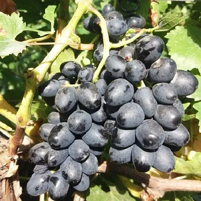 Виноград КИШМИШ АТТИКА  Виноград КИШМИШ АТТИКА в Горках