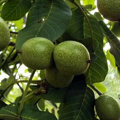 Грецкий орех ПИНСКИЙ  Грецкий орех ПИНСКИЙ в Горках